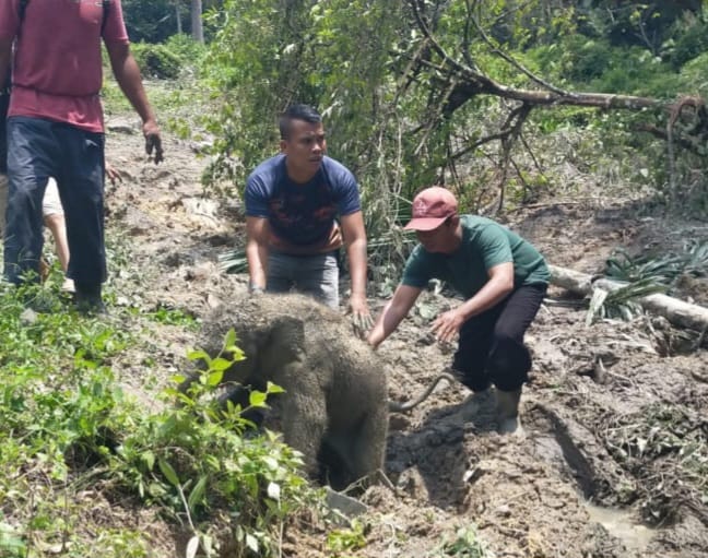 Kibas Telinga Lembut: Kode "Terima Kasih" Induk Gajah Usai Anaknya Dievakuasi