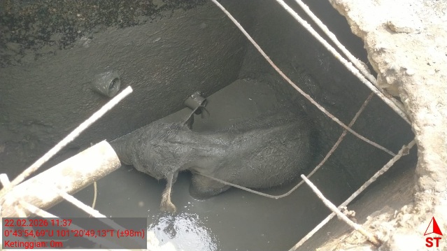 Penjelasan Kepala BBKSDA Riau Terkait Konflik Gajah di Area PT Arara Abadi