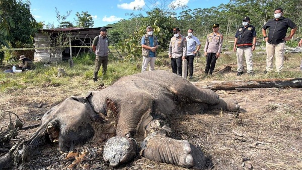 Konservasi Riau Berduka Lagi, Seekor Gajah Liar Ditemukan Mati di TNTN