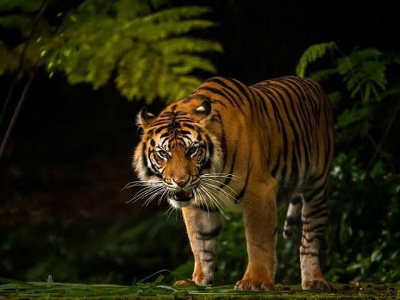 Seorang Pencari Kayu Jadi Korban Serangan Harimau di Dermaga PT SPA Serapung Pelalawan