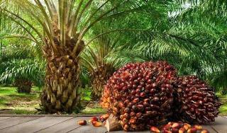 Harga TBS Sawit Mitra Swadaya Riau Dihargai Rp 3.642 per Kg untuk Umur 9 Tahun