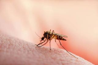 Ini Upaya Pemerintah Dalam Tangani KLB Malaria di Rohil