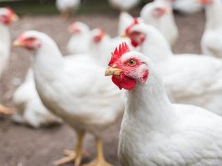 Jelang Imlek dan Ramadan, Permintaan Ayam Potong di Pekanbaru Mulai Melejit