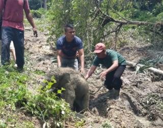 Kibas Telinga Lembut: Kode "Terima Kasih" Induk Gajah Usai Anaknya Dievakuasi