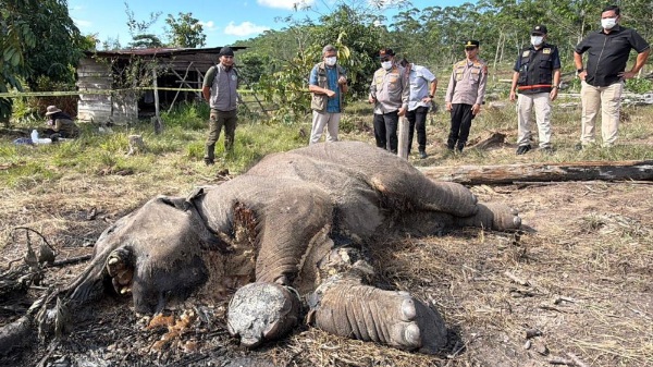 Anak Gajah Tewas Terjerat di TNTN, Polda Riau Tetapkan Pemilik Lahan Sawit sebagai Tersangka
