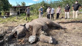 Anak Gajah Tewas Terjerat di TNTN, Polda Riau Tetapkan Pemilik Lahan Sawit sebagai Tersangka