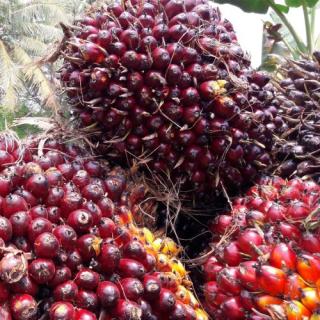 Harga TBS Sawit Swadaya Riau Naik Lagi, Tembus Rp3.552,39 per Kilogram