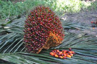 Rekor Baru Awal Maret: Harga TBS Plasma Umur 9 Tahun Capai Rp3.613,91 per Kg