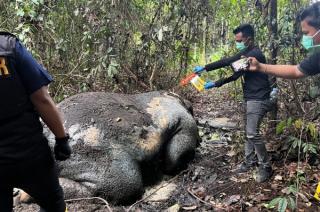 Kejati Riau Terima SPDP Kasus Pembunuhan Gajah Pelalawan, Tiga Jaksa Ditunjuk Kawal Perkara
