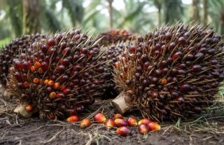 Polisi Tangkap Pencuri Sawit 670 Kg di Dumai, Pelaku Mengaku Panen Kebun Orang Tua