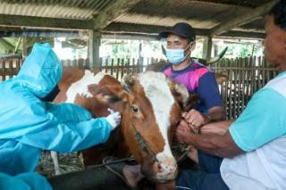 Target Vaksinasi Hewan 65.900 Dosis di Riau, Pekanbaru dan Kampar Tertinggi Realisasinya