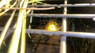 Anak Harimau Sumatera Terperangkap Jebakan Usai Menyerang Kambing Warga di Pelalawan