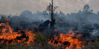 Hampir Tiga Bulan, BPBD Pekanbaru Tangani 49 Kejadian Kebakaran Lahan