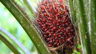Jelang Lebaran, Harga Kelapa Sawit Mitra Plasma Minggu Ini Jadi Rp3.886 per Kg