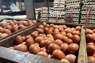 Di Tengah Lonjakan Kebutuhan, Harga Telur dan Beras Justru Tetap Tenang