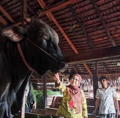 Berbobot 1.000 Kg, Sapi Brangus Milik Peternak Inhil Masuk Radar Bantuan Presiden