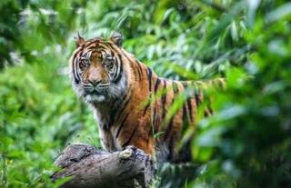 Detik-detik Tim BBKSDA Riau Dengar Auman Harimau Saat Mitigasi di Areal PHR Duri