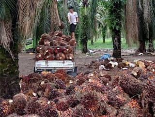 Kabar Gembira Petani Riau: Harga TBS Sawit Swadaya Tembus Rp4.007 Per Kilogram