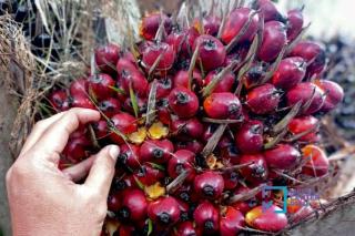 Harga TBS Sawit Mitra Swadaya di Riau Kembali Naik, Tembus Rp4.088/Kg