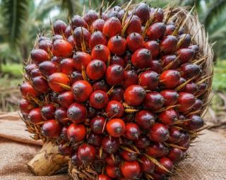 Harga TBS Kelapa Sawit Mitra Swadaya Riau Naik Tipis, Sentuh Rp3.880 per Kg