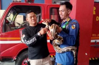Serba Bisa Damkar Pekanbaru: Bantu Warga Lepas Cincin, Gembok, Hingga Evakuasi 214 Ular