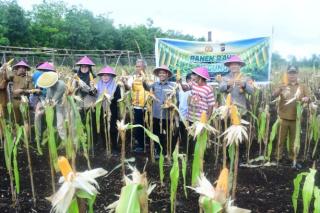 Kisah Petani Sukamaju Menaklukkan Lahan Gambut dengan Jagung, Bisa Panen Hingga 7 Ton