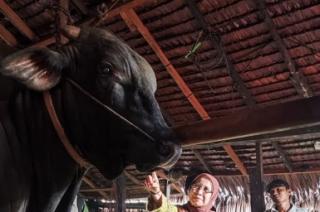 758 Kasus PMK di Riau, 532 Ternak Sembuh dan Pemprov Terus Perkuat Penanganan
