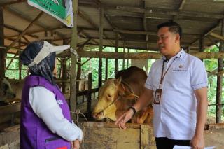 Distankan Pekanbaru Periksa 3.514 Sapi Kurban, Pastikan Bebas PMK