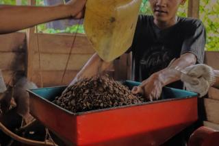 Liberika Meranti Disebut Jadi Kopi Masa Depan di Tengah Ancaman Krisis Iklim Global