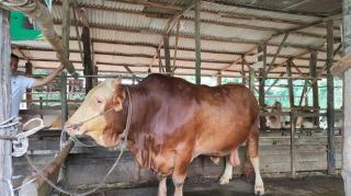 Siapkan Tenaga Ekstra, Masjid Raya Senapelan Sembelih Sapi Kurban Berbobot 750 Kg