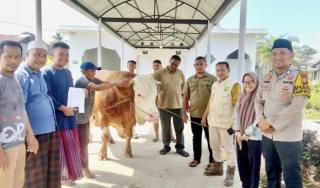 Musholla Syech Oesman Syahabuddin Terima Sapi Kurban Presiden Prabowo, Bobot Capai 1,35 Ton