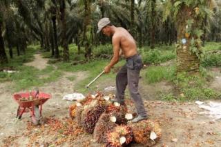 Pemprov Riau Diminta Awasi Harga Sawit Sesuai Ketetapan