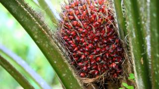 Petani Plasma Sumringah, Harga TBS Kelapa Sawit Riau Naik Lagi Pekan Ini