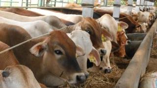 Iduladha 1447 H, PWI Riau Sembelih 6 Ekor Sapi dan 1 Ekor Kambing