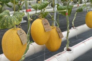Sulit Ditemukan di Pasar Tradisional, Ini Karakteristik 4 Melon Eksklusif di Pekanbaru