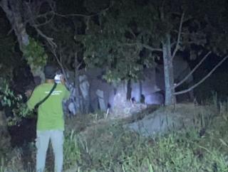 12 Gajah Liar Berukuran Raksasa Tiba-Tiba Lintasi Kebun Warga Pekanbaru