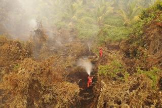 Hari Pertama Operasi, Manggala Agni Hadapi 60 Hektare Lahan Terbakar di Sokoi