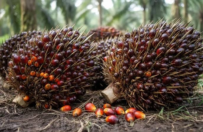 Naik Tipis, Kelapa Sawit Mitra Plasma Minggu Ini Dihargai Rp3.785 per Kg