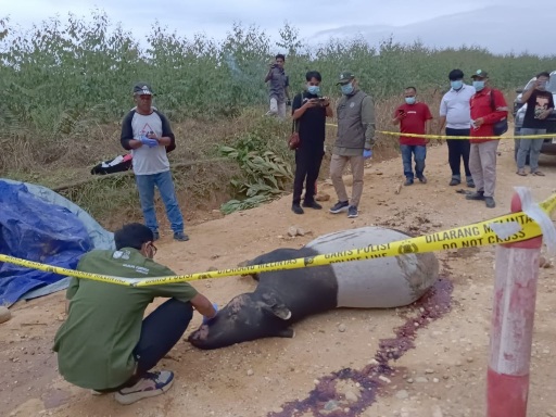 Tapir Jantan 300 Kg Ditemukan Mati Tragis Dekat Tesso Nilo Riau