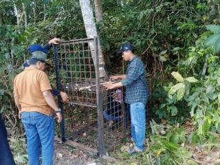 BBKSDA Riau Pasang Kandang Jebak di Lokasi Kemunculan Beruang Madu Pelalawan