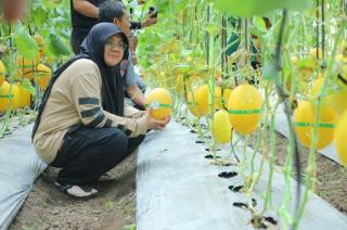 Manisnya Dana Desa di Siak, Sukses Panen Melon Premium, Kampung Buantan Besar Cetak PAD Mandiri