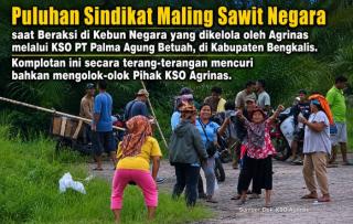 Tok! PN Bengkalis Batalkan Status Tersangka Manajer KSO Agrinas Rasiman Manurung