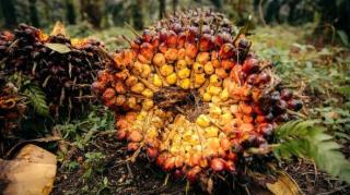 Harga CPO Naik, Kelapa Sawit Mitra Plasma Minggu Ini Jadi Rp3.831 per Kg