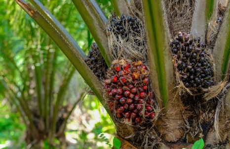 Harga TBS Mitra Swadaya Riau Ikut Naik: Tembus Rp3.796 per Kg