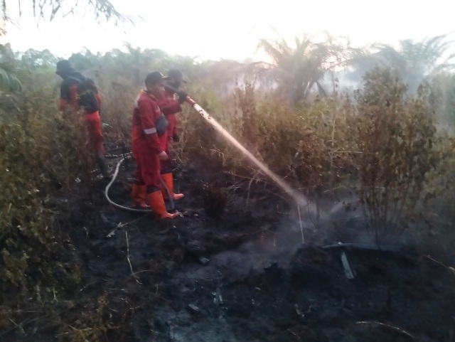 Kebakaran Lahan Gambut Seluas 1 Hektare Terjadi di Air Hitam Pekanbaru, Pemadaman Masih Berlanjut