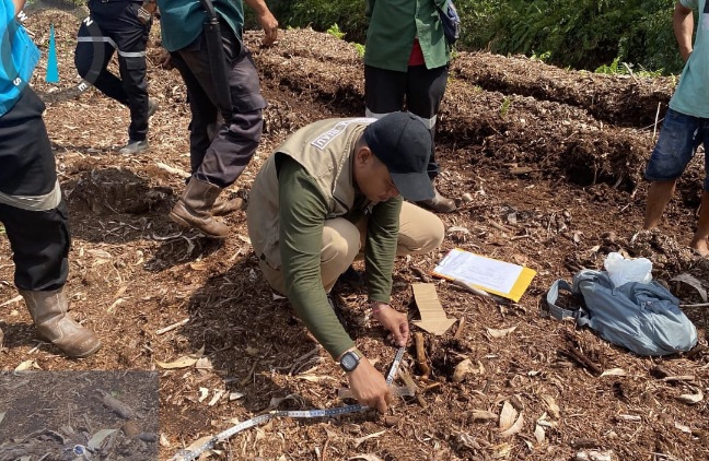 Bocah di Pelalawan Riau Tewas Diterkam Harimau