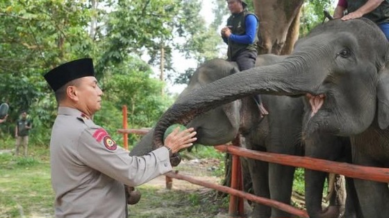 Kapolda Riau Tegaskan Komitmen Konservasi Gajah Sumatera saat Tinjau PLG Minas