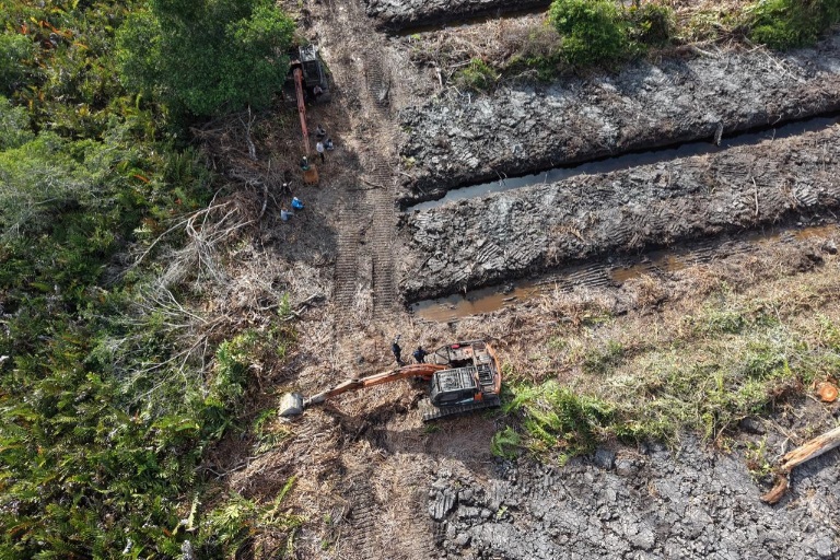 Polda Riau Selidiki Dugaan Perusakan 100 Hektare Hutan Mangrove di Rohil