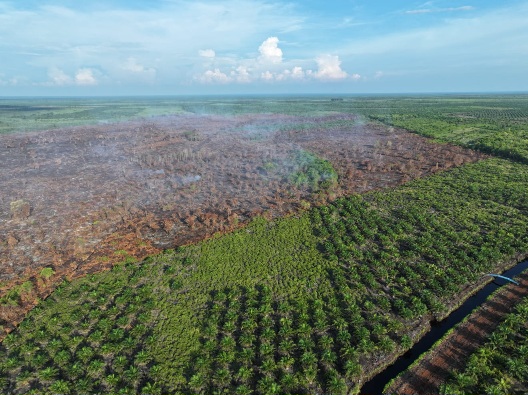 Asap Karhutla Pematang Pudu Mulai Hilang, Manggala Agni Lanjutkan Mopping Up