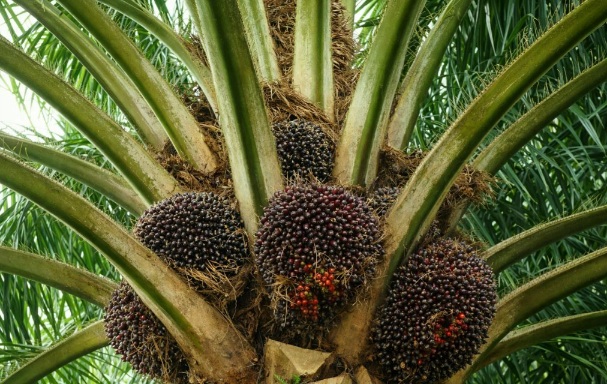 Harga TBS Mitra Plasma Melonjak Jadi Rp3.985/Kg
